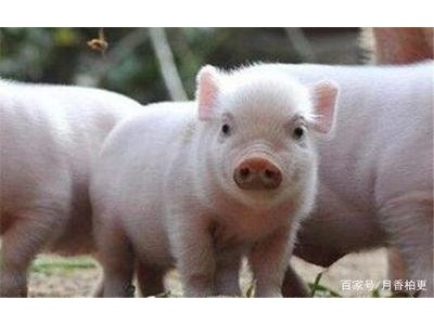纯种巴马香猪幼崽仔猪养殖