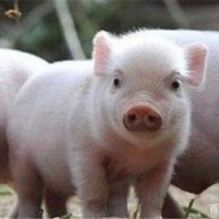 纯种巴马香猪幼崽仔猪养殖