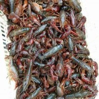 小龙虾养殖虾苗供应