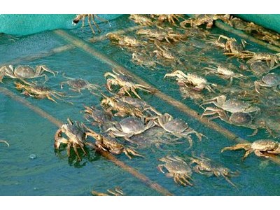 螃蟹养殖大闸蟹青蟹