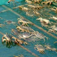 螃蟹养殖大闸蟹青蟹